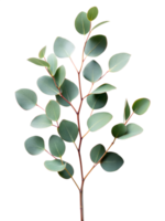 a branch with eucalyptus leaves png