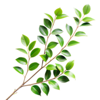 un' frondoso verde ramo con un' pochi le foglie su esso png