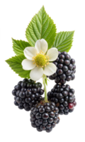 A cluster of blackberries with a white flower on top png