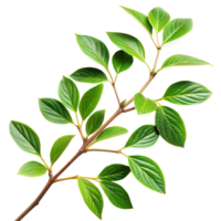 A leafy green branch with a few leaves on it png