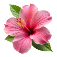 A pink flower with a yellow center png