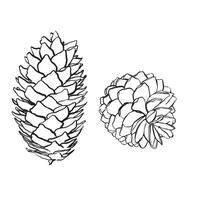 Spruce cones. sketch illustrations. Watercolor image of fir cone on white background. Bundle with outline drawing. Sketch in line art style painted by black inks. vector