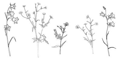 clipart de prado y bosque flores mano dibujado . campanilla Stellaria botón de oro. modelo para embalaje o contorno colorante. haz con contorno dibujo. bosquejo en línea Arte estilo pintar por negro tinta vector