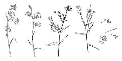 clipart of meadow and forest flowers hand drawn . bluebell stellaria buttercup. Template for packing or contour coloring. Bundle with outline drawing. Sketch in line art style paint by black ink vector