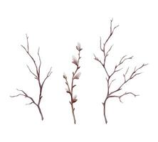 Watercolor illustration willow branches and tree branch without leaves. Brown dry straight twig. Isolated on a white background. Spring floral easter elements. For holiday print design vector