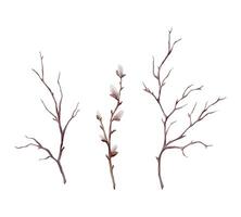 Watercolor illustration willow branches and tree branch without leaves. Brown dry straight twig. Isolated on a white background. Spring floral easter elements. For holiday print design vector