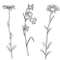 Chamomile Flower herbal. Bluebell flowers. Sketch. Hand drawn outline illustration, isolated. White background. Can be Used Template for packing Tea, Cosmetics, Medicines, biological additives vector