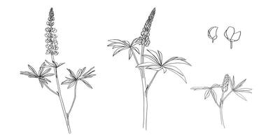 clipart of meadow and forest flowers hand drawn . lupins with leaves . Template for packing or contour coloring. Bundle with outline drawing. Sketch in line art style painted by black inks. vector