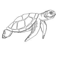 Hand drawn doodle turtle. illustration turtle design on white background. Easy editable layered illustration. Bundle with outline drawing. Sketch in line art style painted by black ink vector