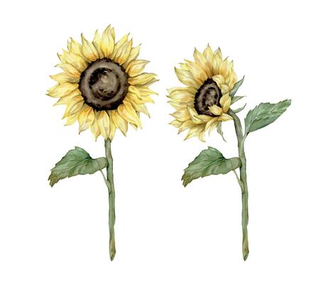 Watercolor autumn set with sunflowers. Hand painted rustic isolated on white background. Floral illustration for design. Vintage individual flowers and leaves.