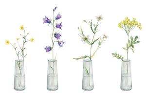 Watercolor botanical illustration on isolate white background. Clipart of meadow and forest flowers in a glass vase. Yellow field flowers - common tansy and buttercup. Bluebell and stellaria vector