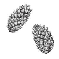 Spruce cones. sketch illustrations. Watercolor image of fir cone on white background. Bundle with outline drawing. Sketch in line art style painted by black inks. vector