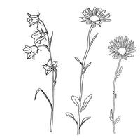 Chamomile Flower herbal. Bluebell flowers. Sketch. Hand drawn outline illustration, isolated. White background. Can be Used Template for packing Tea, Cosmetics, Medicines, biological additives vector