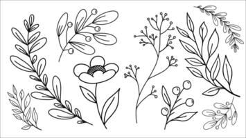 intrincado botánico ilustraciones de varios hojas y flores en negro y blanco vector