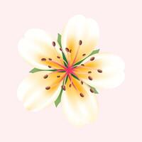 Realistic cherry blossom illustration on white background vector