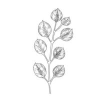 mano dibujado rama botánico hojas contorno vector