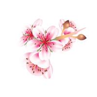 Realistic cherry blossom illustration on white background vector