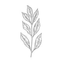 Hand drawn branch botanical leaves outline on white background vector