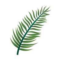 hand drawn palm leaves on white background vector