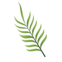 hand drawn palm leaves illustration on white background vector