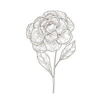 Hand drawn simple flower outline vector