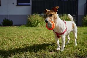 Active dog playing with toy ball on green grass photo