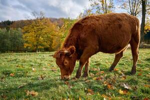 Brown cow grazing on field with green grass photo