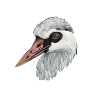 flamant oiseau visage png