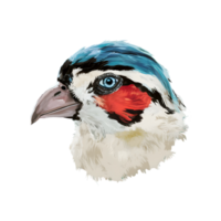 Colourful painting bird face png