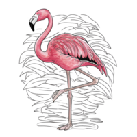 Flamingo pink bird colouring page png