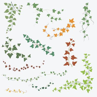 Floral ivy drawing decorative ornament flat design collection.