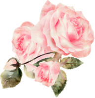 Rosa flora acuarela ilustración png