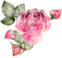 Rosa flora acuarela ilustración png