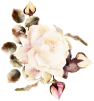 rosa flora acquerello illustrazione png