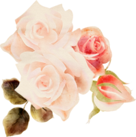 Rosa flora acuarela ilustración png