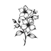 Branch sampaguita flower Hand drawn on white background vector