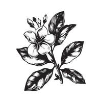 Branch sampaguita flower Hand drawn on white background vector