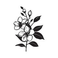 Branch sampaguita flower Hand drawn on white background vector