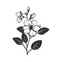 Branch sampaguita flower Hand drawn on white background vector