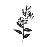 Branch sampaguita flower Hand drawn on white background vector