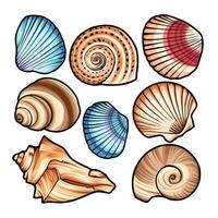 a set of different shells on a white background vector