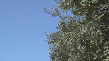 Picking green ripe olives from tree in garden with special tool. video