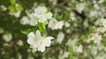 floreciente manzana árbol en el primavera jardín. cerca arriba de blanco flores en un árbol video
