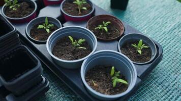 tomate plantas plántulas en negro el plastico ollas en jardín al aire libre. plantando y jardinería a primavera. orgánico creciente. video
