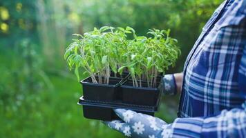 Farmer transplant tomato seedlings into peat cups. Preparing plants for growing in open ground. Home gardening concept video