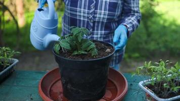 Watering a tomato plant with a blue watering can in a plastic pot. Spring gardening. Propagation.Transplanting of vegetable seedlings into black soil in the raised beds. video