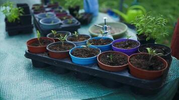 jovem tomate plantas crescente. vegetal jardim em uma terraço. tomate mudas dentro flor panelas em uma sacada video