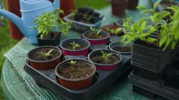 plantering tomat plantor i pott. tomat plantor i plast behållare. plantor av små tomater. växande grönsaker på de fönster. video