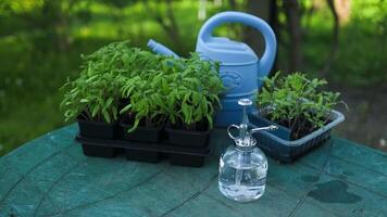 Young tomato plants growing. Vegetable garden on a terrace. Tomato seedlings in flower pots on a balcony video