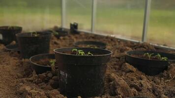 Cucumber seedlings are tied in a greenhouse. Growing useful products in the garden close-up. Selective focus video